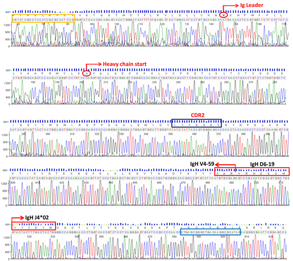 Sequencing results for IGHV gene cloning