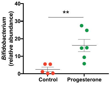 Relative abundance of Bifidobacterium following treatment with progesterone.