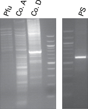 Figure 1. PCR products from the standard 3 step PCR reaction were analyzed in a 1.2% agarose gel.