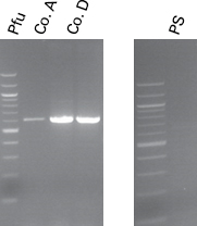 Figure 2. PCR products from the rapid 3-step PCR reaction were analyzed in a 1.2% agarose gel.