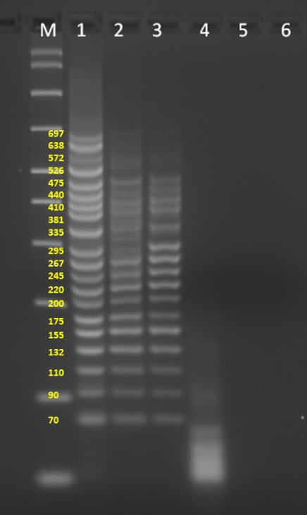 Successful amplification of 20-plex PCR with a short PCR cycle time using SuperPlex Premix.