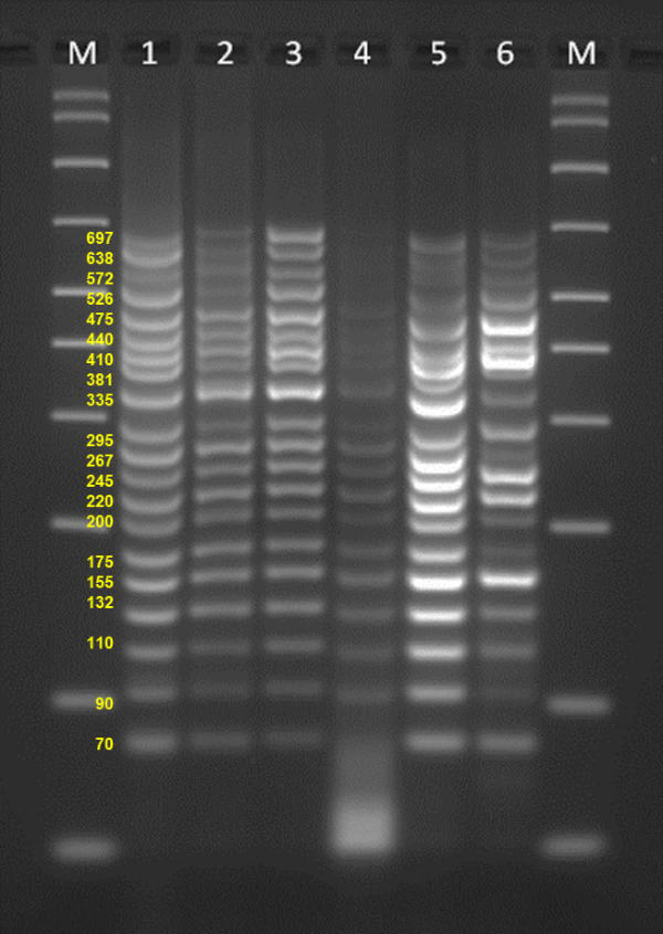 Uniform amplification of 20-plex reaction with SuperPlex Premix.