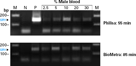 Amplification of SRY gene by PCR with Terra PCR Direct Polymerase Mix