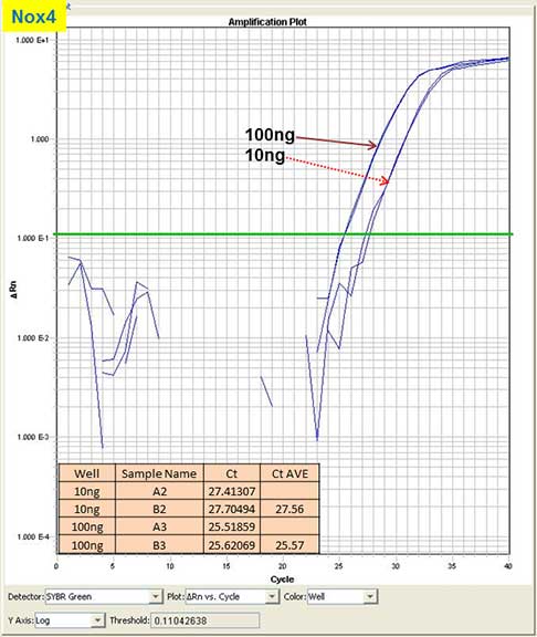 qPCR amplification curves for Nox4