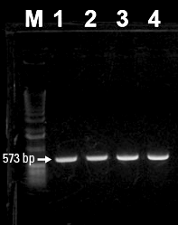 Comparing Terra PCR Direct to other PCR enzymes for amplification from crude samples.