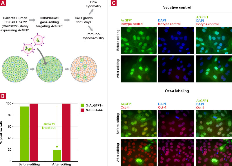 Gesicle-mediated knockout of AcGFP1 in hiPS cells does not alter pluripotency