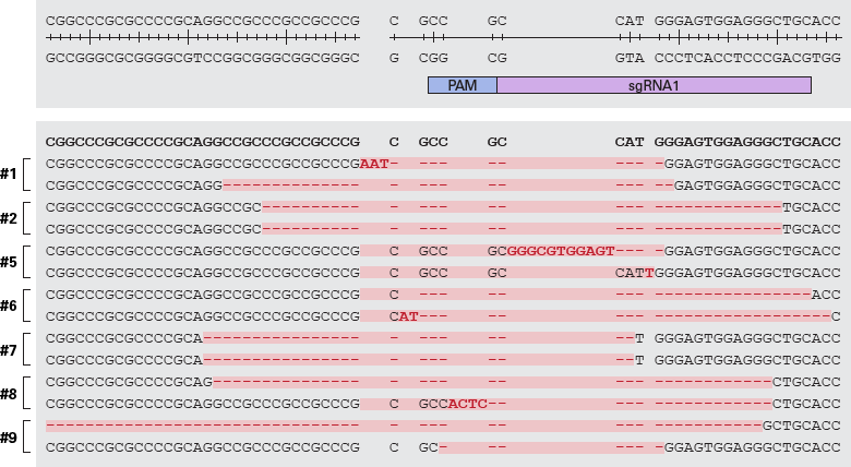 Diversity of indels created at the CD81 target site in edited hiPS clones