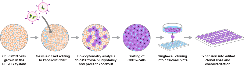 Workflow for targeted knockout of CD81 using gesicle technology