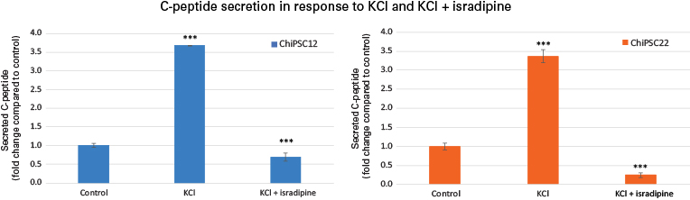 hiPS cell-derived beta cells show a physiological response to drugs targeting the potassium and calcium channels