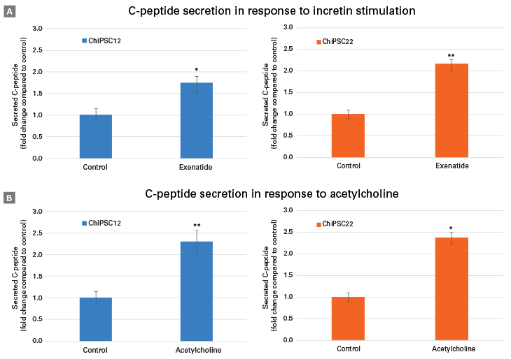 hiPS cell-derived beta cells secrete C-peptide in response to exenatide and acetylcholine.