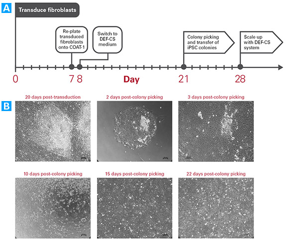 Protocol for the reprogramming of fibroblasts