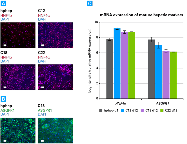 Enhanced hiPS-HEP cells express mature hepatocyte markers