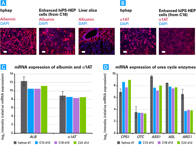 Enhanced hiPS-HEP cells display functional characteristics of mature hepatocytes