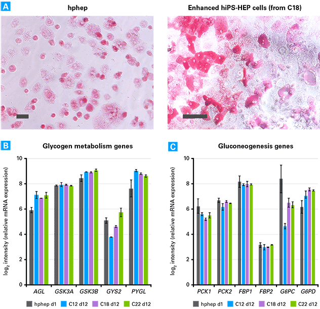 Enhanced hiPS-HEP cells demonstrate normal insulin response and functional glucose regulation