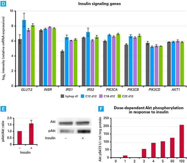 Enhanced hiPS-HEP cells demonstrate normal insulin response and functional glucose regulation