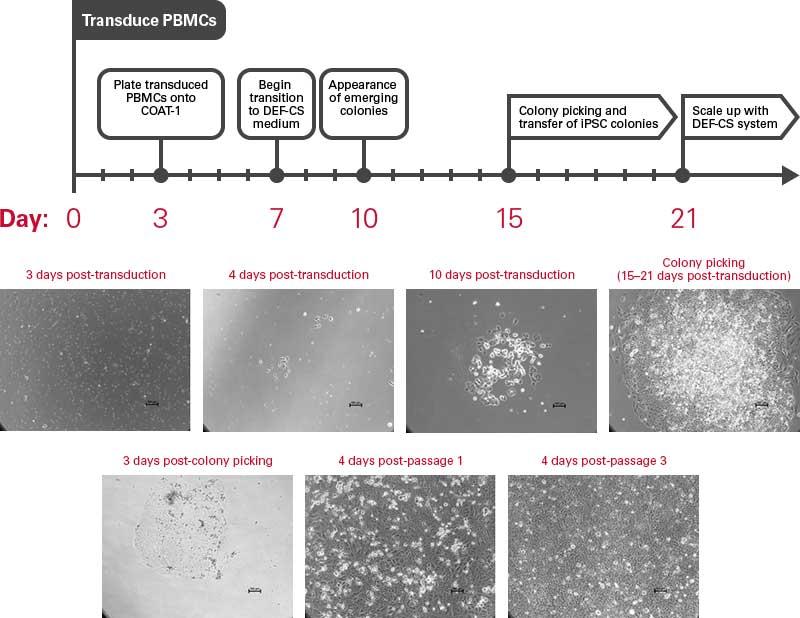 Reprogramming PBMCs timeline