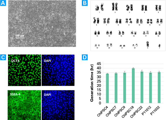 Undifferentiated iPS cells culture/DEF-CS system