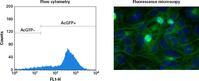 Characterization of clonal cell lines by flow cytometry and fluorescence microscopy