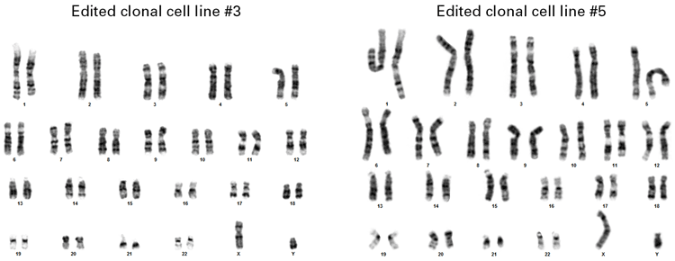 Karyotype analysis of edited clones