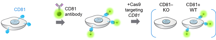 CD81-expressing cells were detected by flow cytometry 