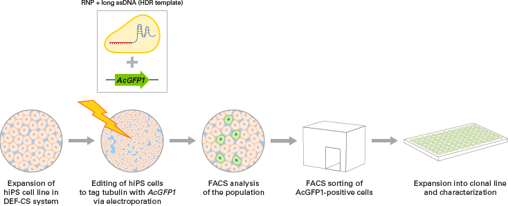 Tagging tubulin with AcGFP1 in hiPS cells