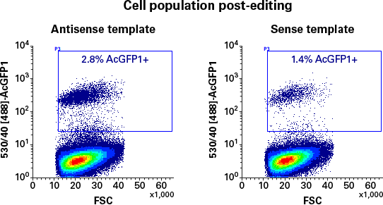 FACs plots of hiPS cell population after HDR experiment showing percentage of AcGFP1+ cells