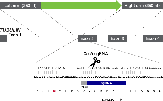 sgRNA and ssDNA design for tagging tubulin at its N-terminus with AcGFP1 in hiPS cells