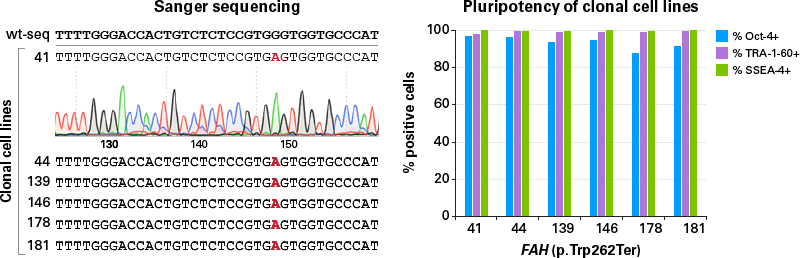 Sequencing confirmation of SNPs in the FAH gene and checking for pluripotency markers in clonal cells 