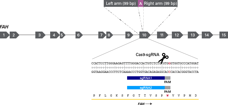 Design of the CRISPR constructs