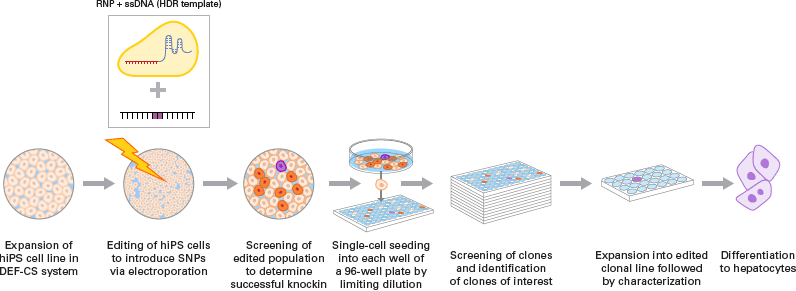 Workflow for knocking in disease-related SNPs