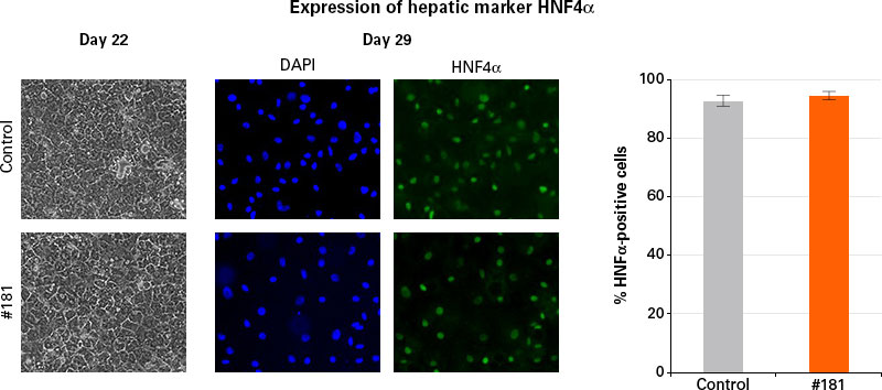 Immunostaining of edited cells shows expression of HNFα, an early hepatic marker