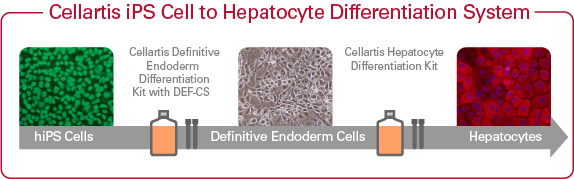 iPS Cell to Hepatocyte Differentiation workflow