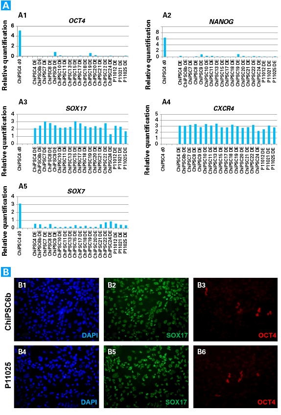 Homogeneous definitive endoderm cell derivation