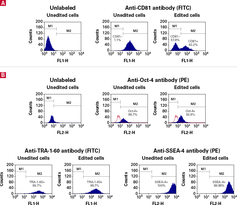 CD81 negative hiPS cells retain pluripotency