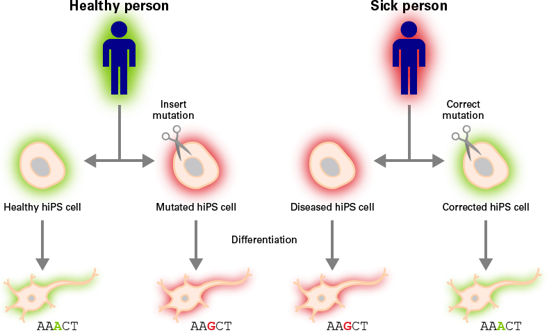 Human iPS cells offer a renewable source of clonal diseased or healthy cells