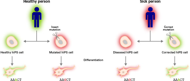 Schematic for the generation of disease models