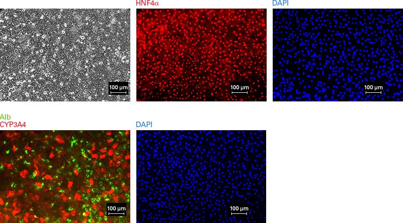 Differentiation to hepatocytes shown by morphology and hepatic markers