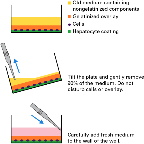 medium change from Day 16