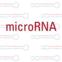 Purification of small RNA including miRNA and ribosomal RNA from tissues, cells, plasma and serum