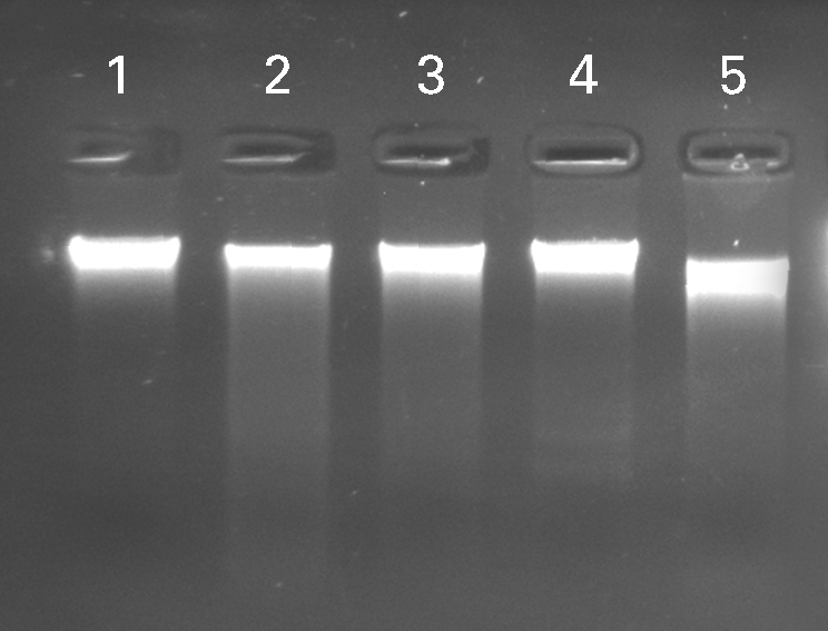 Efficient DNA recovery from different microorganisms.