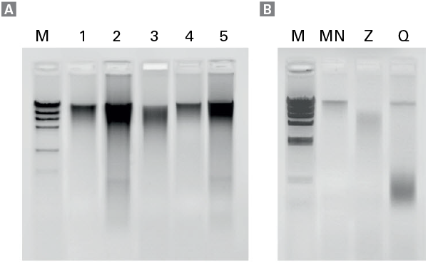 Yield and quality of DNA from different insect specie