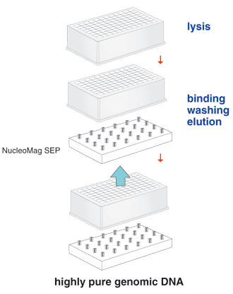 The NucleoMag Blood 200 µL procedure