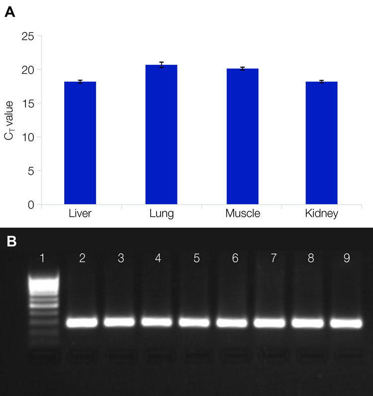 Consistent PCR performance with NucleoSpin 96 DNA FFPE