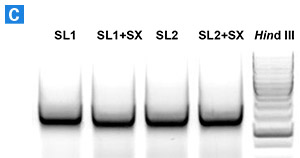 NucleoSpin 8/96 Soil PCR performance