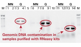 NucleoSpin RNA isolates pure total RNA; no genomic DNA.