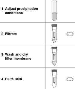 Desalt and concentrate plasmid midipreps and maxipreps.