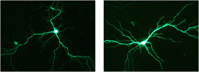 Endotoxin-free DNA transfects primary rat hippocampal neurons