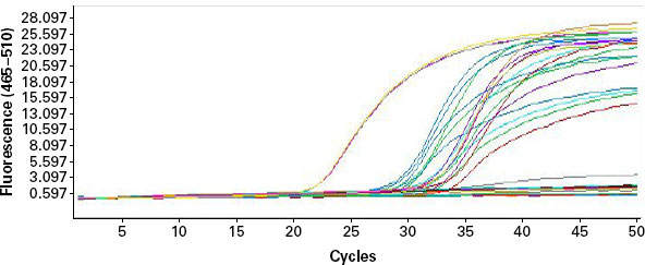 Amplification plots for H1N1-specific RT-PCR.