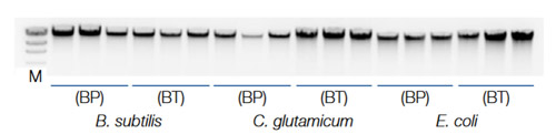 Reliable DNA integrity with bead-plate or bead-tube homogenization