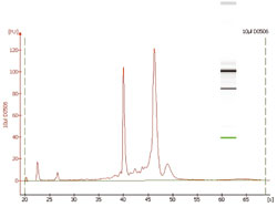 RNA prepared by the NucleoSpin RNA/Protein kit is of high quality